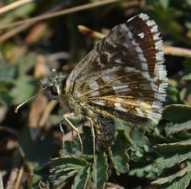 Pyrgus serratulae - homályos busalepke