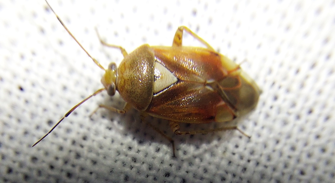 Lygus pratensis - változó mezeipoloska