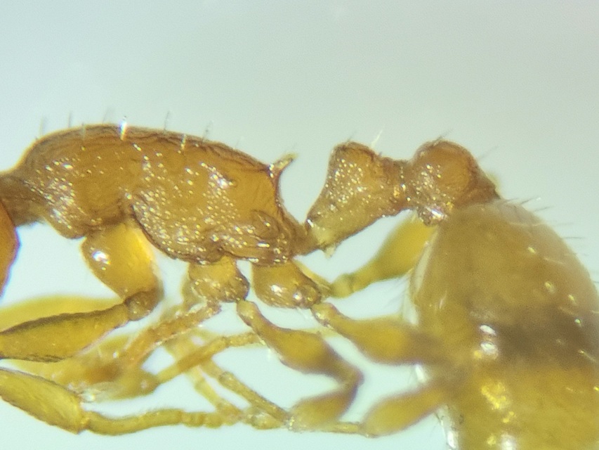 Temnothorax unifasciatus - gyűrűs kéreghangya