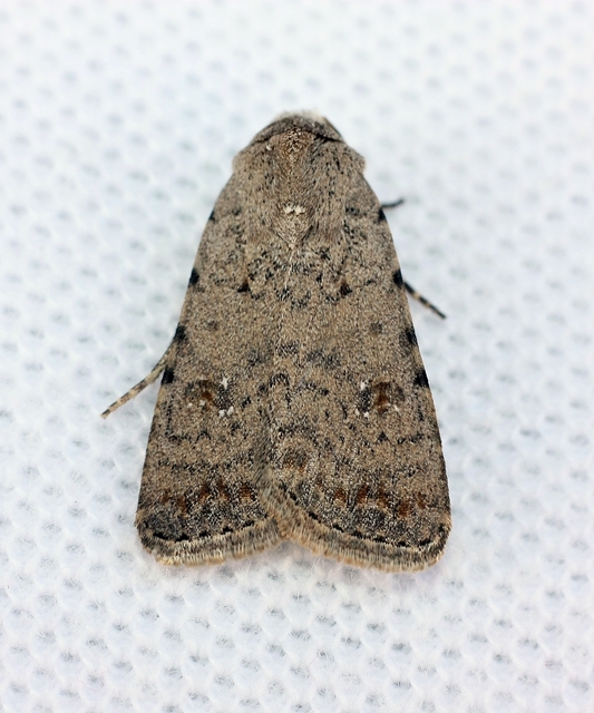 Paradrina clavipalpis - közönséges selymesbagoly
