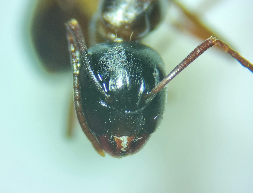 Camponotus fallax - ligeti lóhangya
