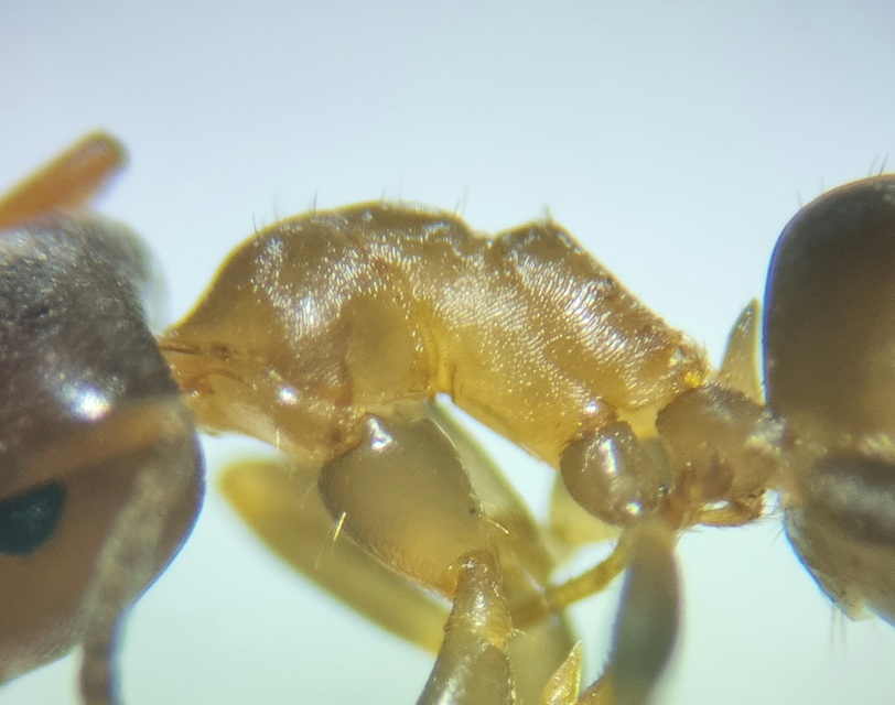 Lasius brunneus - rozsdáshátú feketehangya