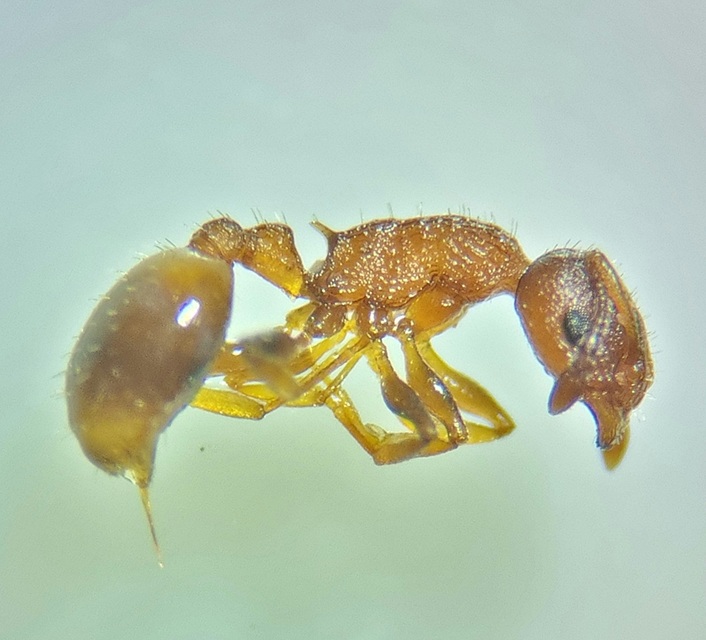 Temnothorax affinis - erdei kéreghangya