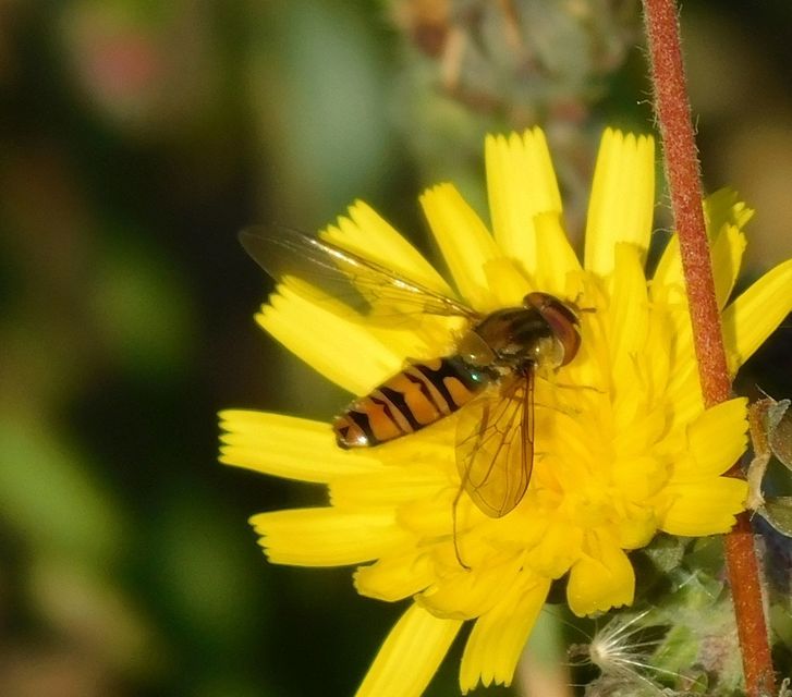 Episyrphus balteatus - ékfoltos zengőlégy