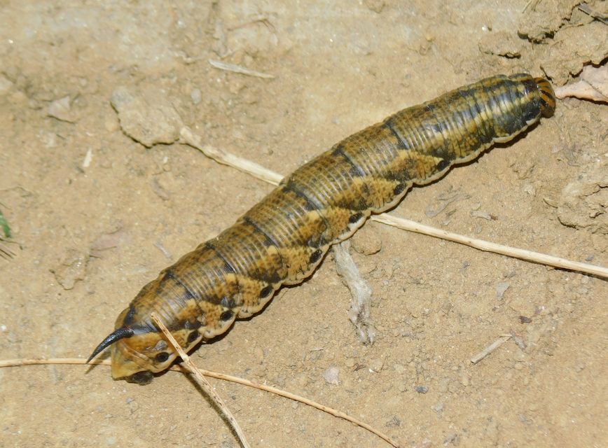 Agrius convolvuli - szulákszender