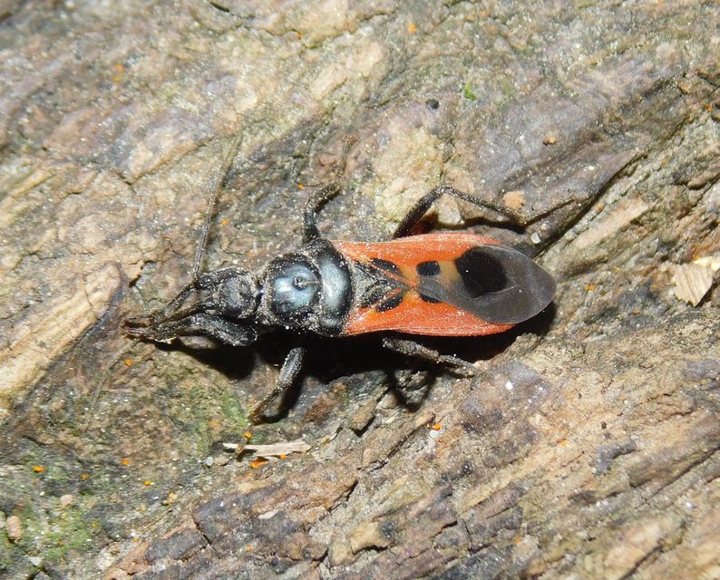 Peirates hybridus - foltos rablópoloska