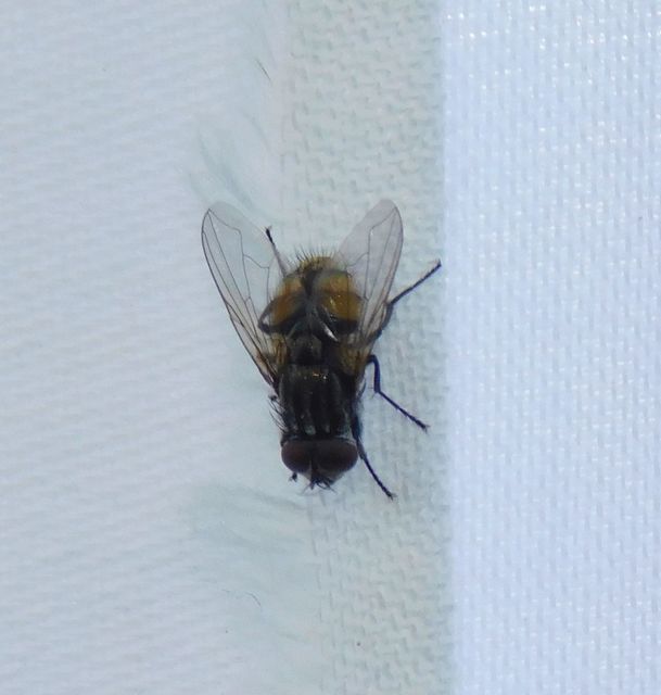 Muscidae - igazi legyek