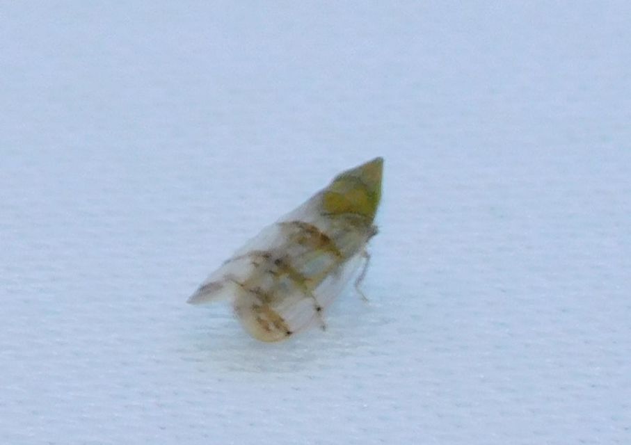 Japananus hyalinus