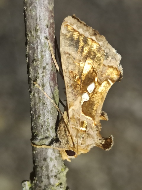 Chrysodeixis chalcites - déli aranybagoly