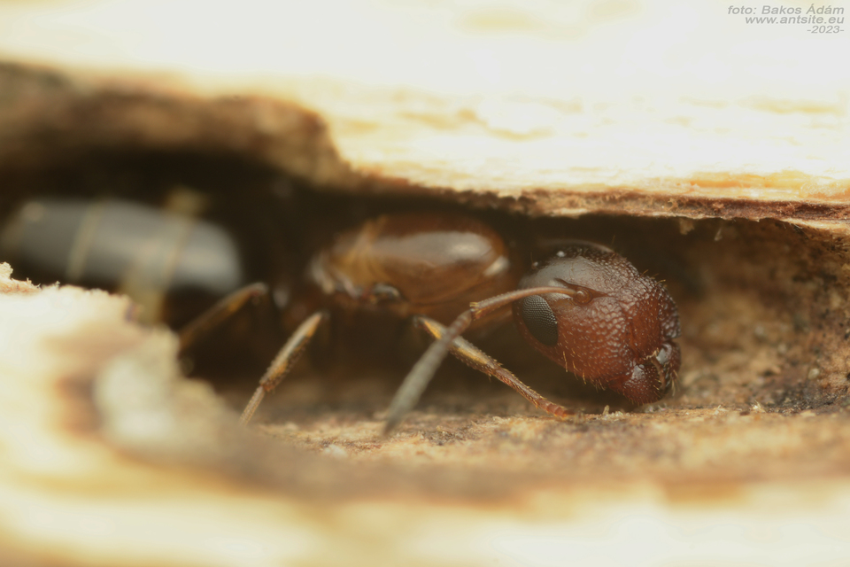 Colobopsis truncata - kapushangya
