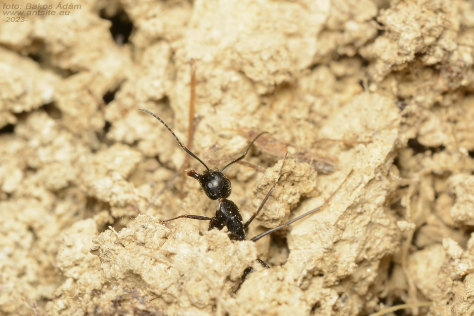 Camponotus aethiops - szőrös lóhangya