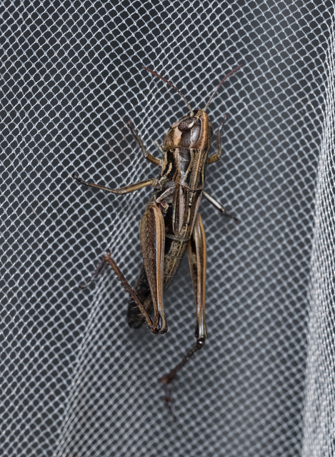 Pseudochorthippus parallelus - közönséges rétisáska