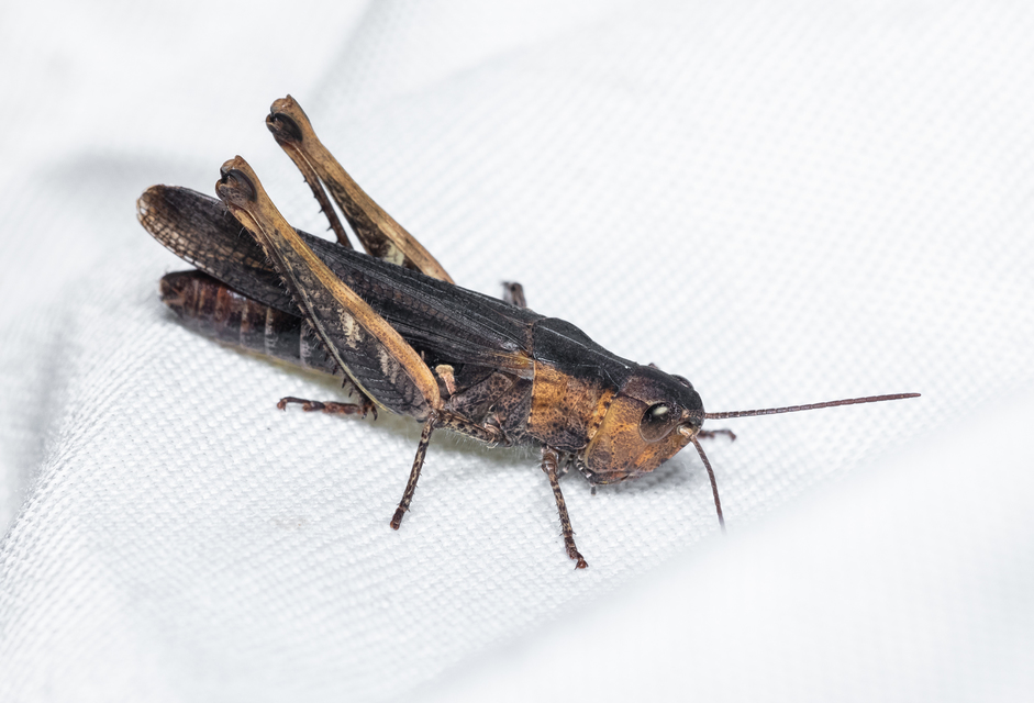 Chorthippus (Glyptobothrus) (subgenus)