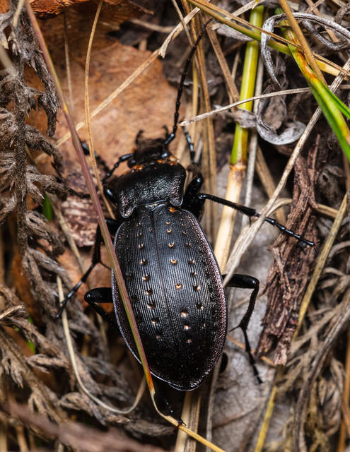 Carabus hortensis - aranypettyes futrinka