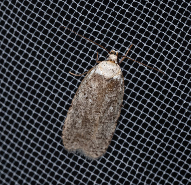 Depressariidae - laposmolyfélék