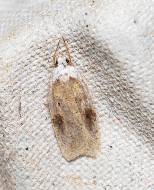 Agonopterix