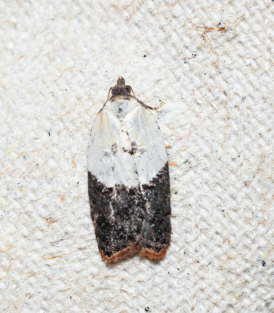 Acleris