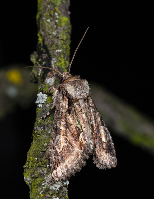Allophyes oxyacanthae - galagonyabagoly