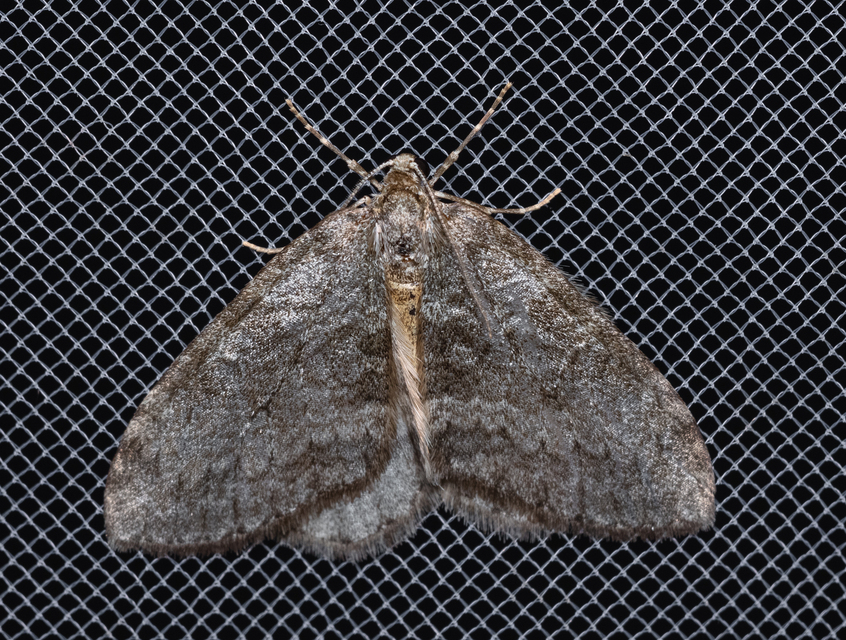 Epirrita christyi/dilutata