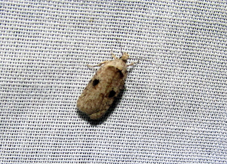 Agonopterix