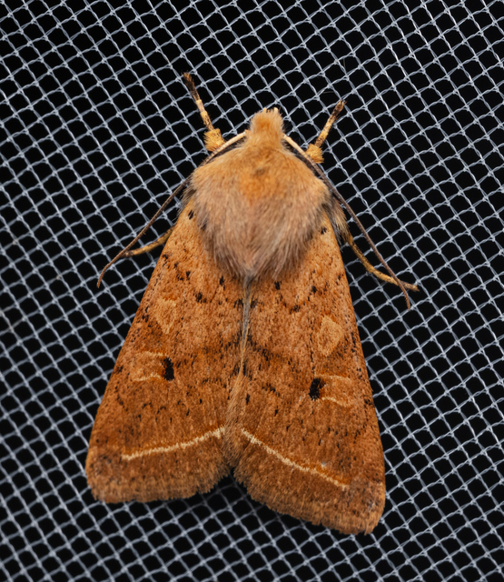 Leptologia macilenta - gyertyán-őszibagoly