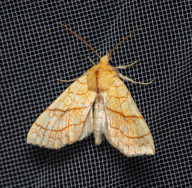 Tiliacea citrago - citromszínű sárgabagoly