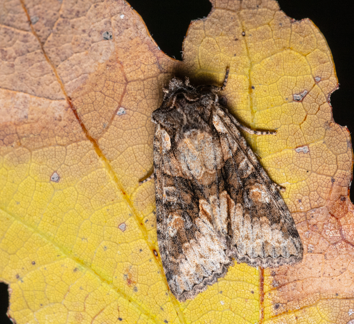Dichonia convergens - őszi tölgybagoly