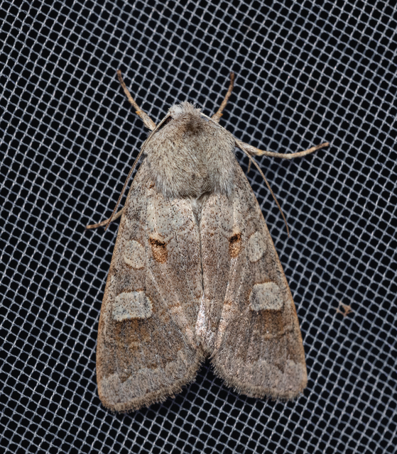 Ammoconia caecimacula - szürke őszibagoly