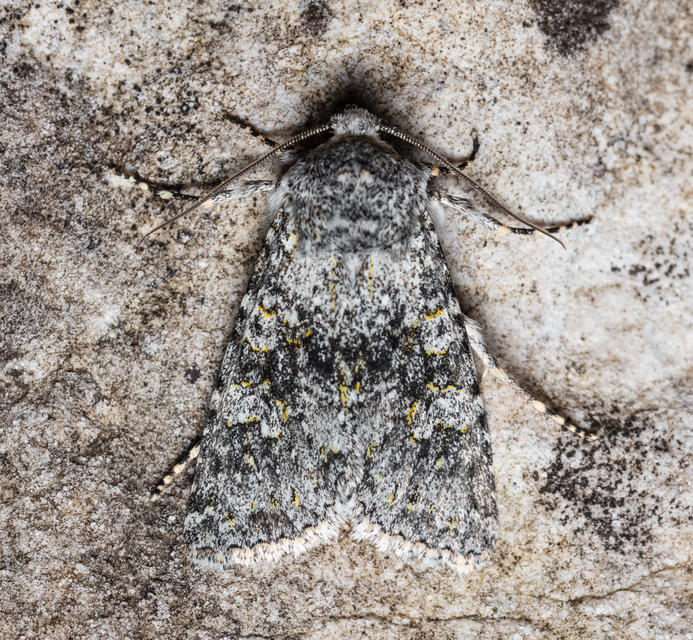 Polymixis xanthomista gyurovicslaszloi - Gyurovics László tarkabaglya