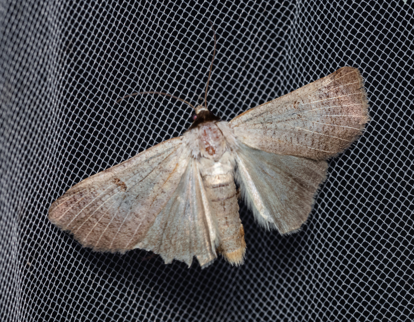 Lygephila craccae - gyakori csüdfűbagoly