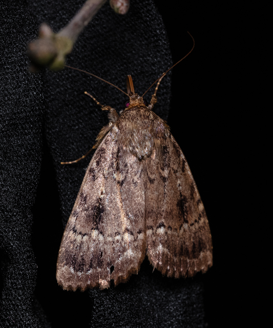 Amphipyra berbera/pyramidea