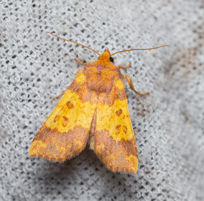 Tiliacea aurago - aranyló sárgabagoly