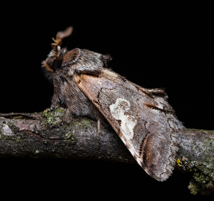 Diloba caeruleocephala - őszi kékesbagoly
