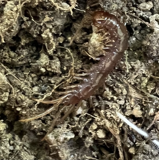 Chilopoda - Százlábúak