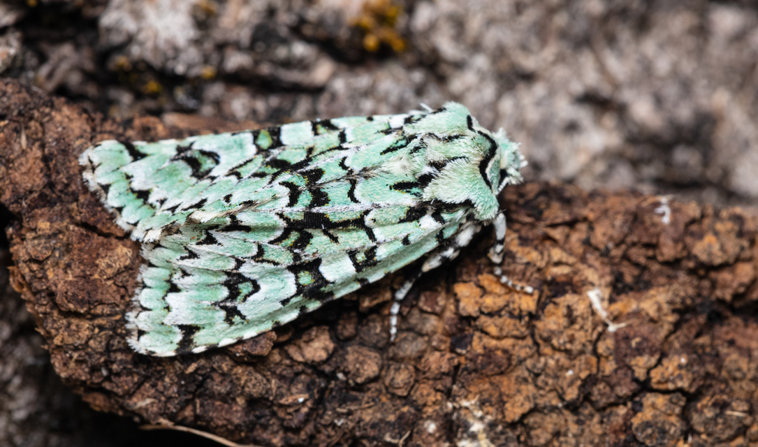 Griposia aprilina - őszi zöldbagoly