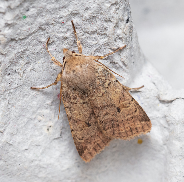 Propenistra laevis - könnyű őszibagoly