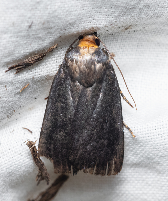 Amphipyra livida - zsírfényű bagoly