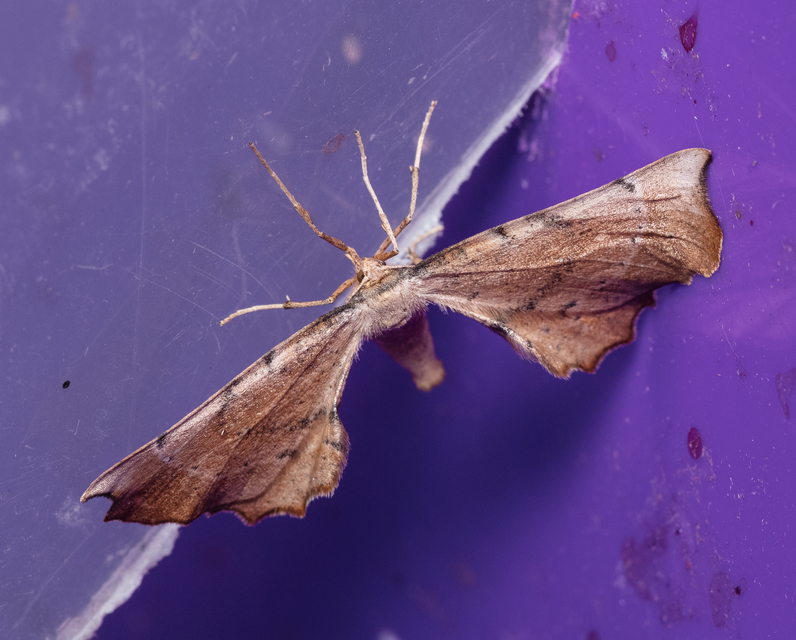 Artiora evonymaria - kecskerágó-araszoló