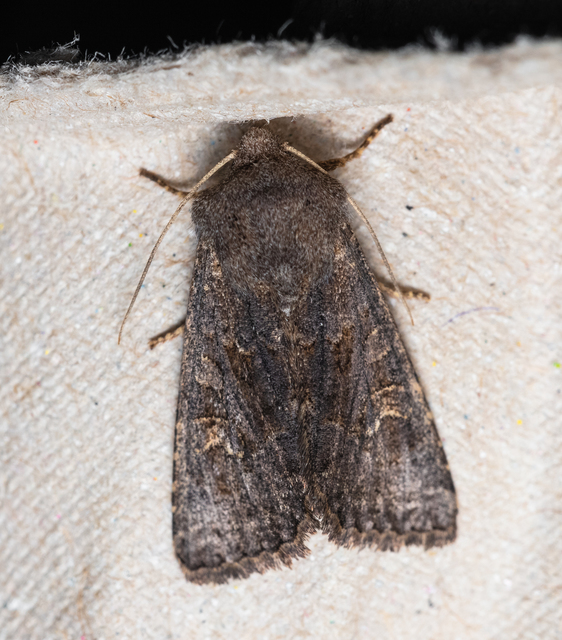 Aporophyla lutulenta - sziki őszibagoly
