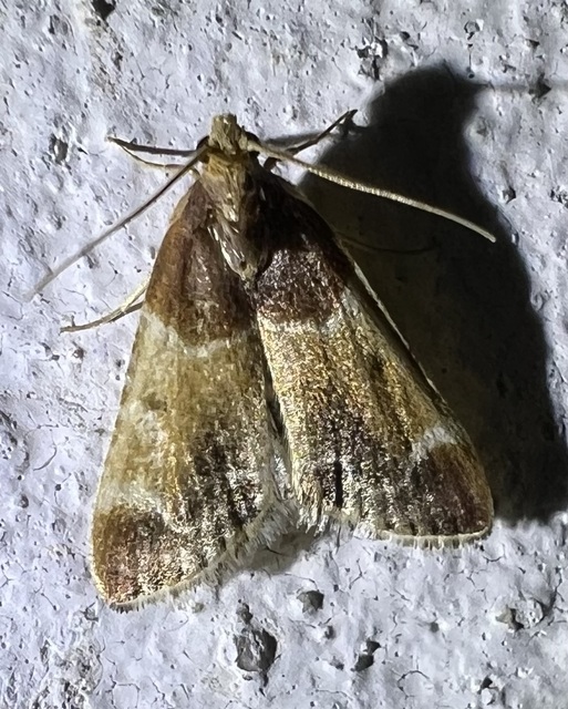Pyralis farinalis - lisztilonca