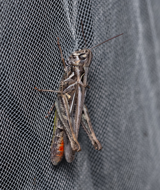 Chorthippus (Glyptobothrus) (subgenus)