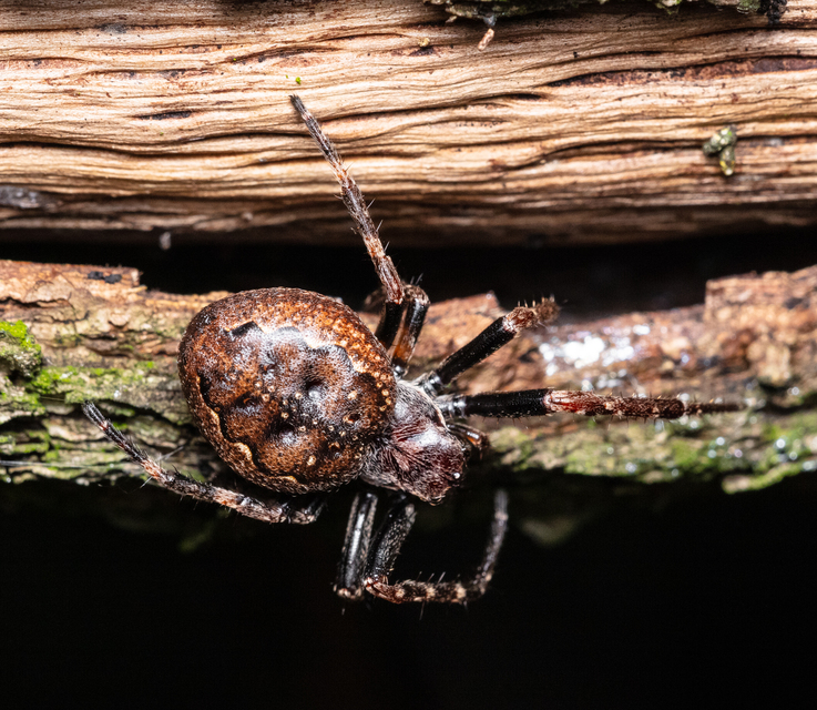 Araneae - Pókok