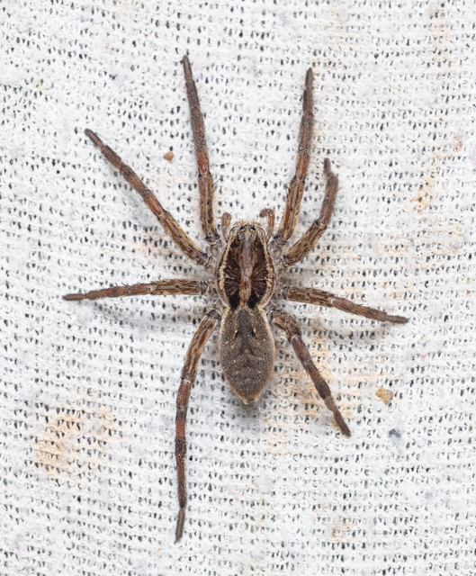 Araneae - Pókok