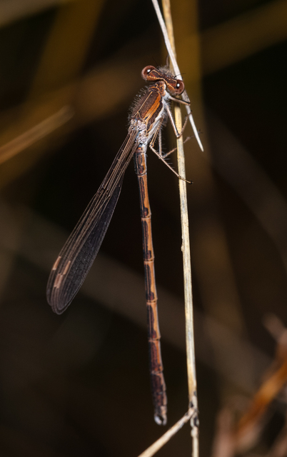 Sympecma fusca - téli rablószitakötő