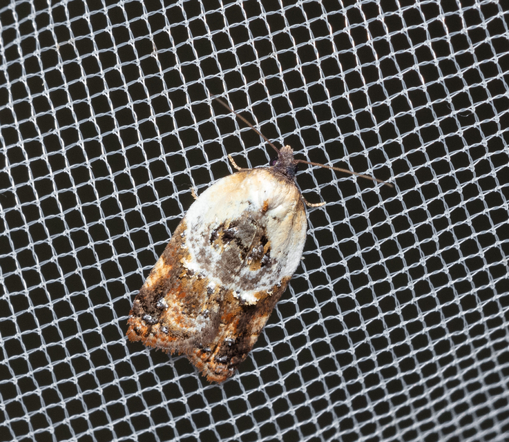 Acleris variegana - tarka levélmoly