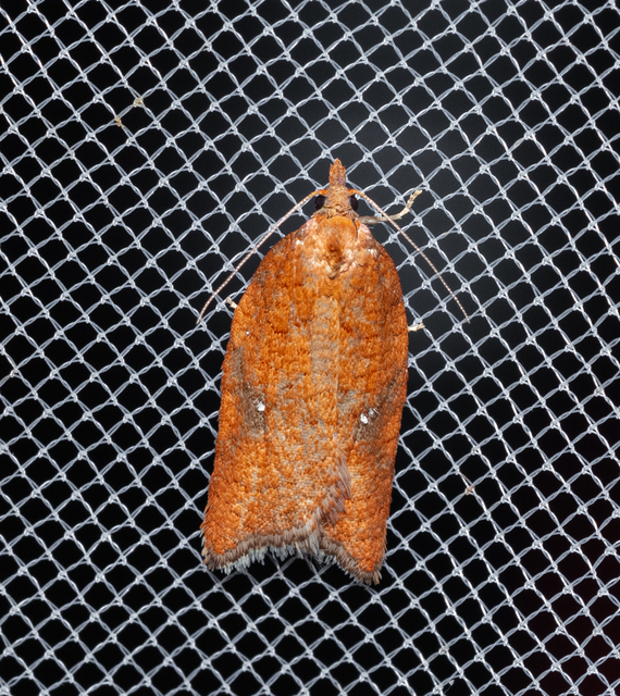 Tortricidae - sodrómolyfélék