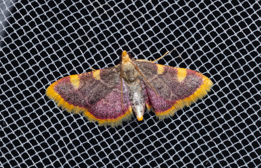 Hypsopygia costalis - szénailonca