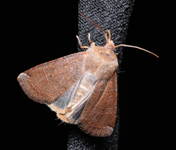 Conistra veronicae - veronika-őszibagoly