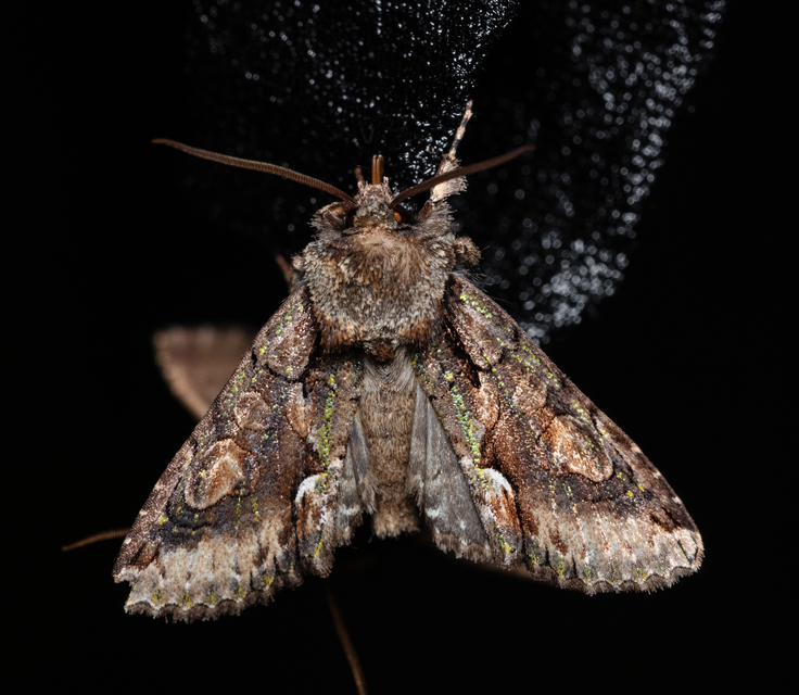 Allophyes oxyacanthae - galagonyabagoly