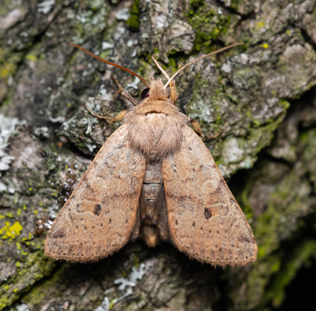 Propenistra laevis - könnyű őszibagoly